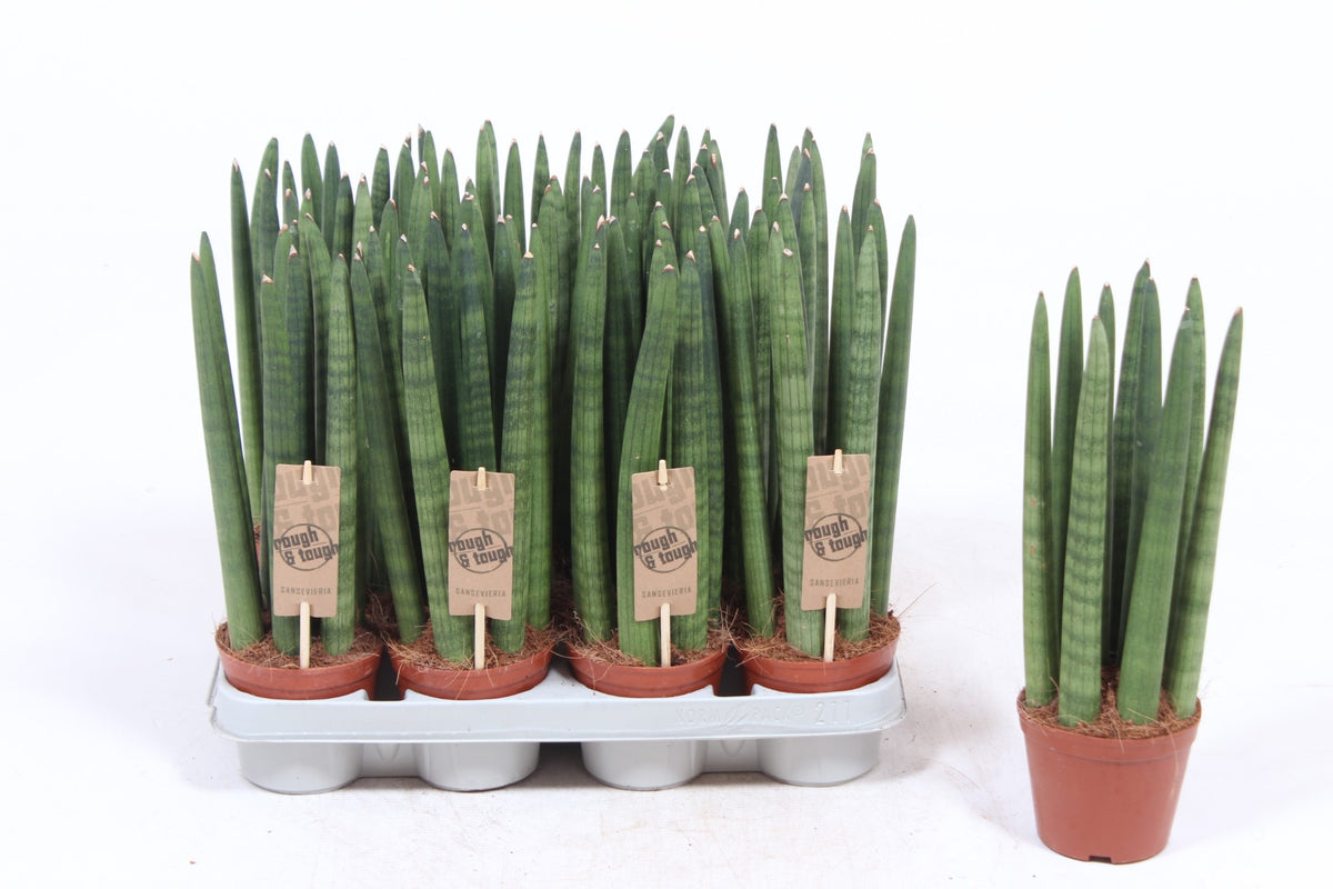 Sansevieria cylindrica 30cm 10cm Pot