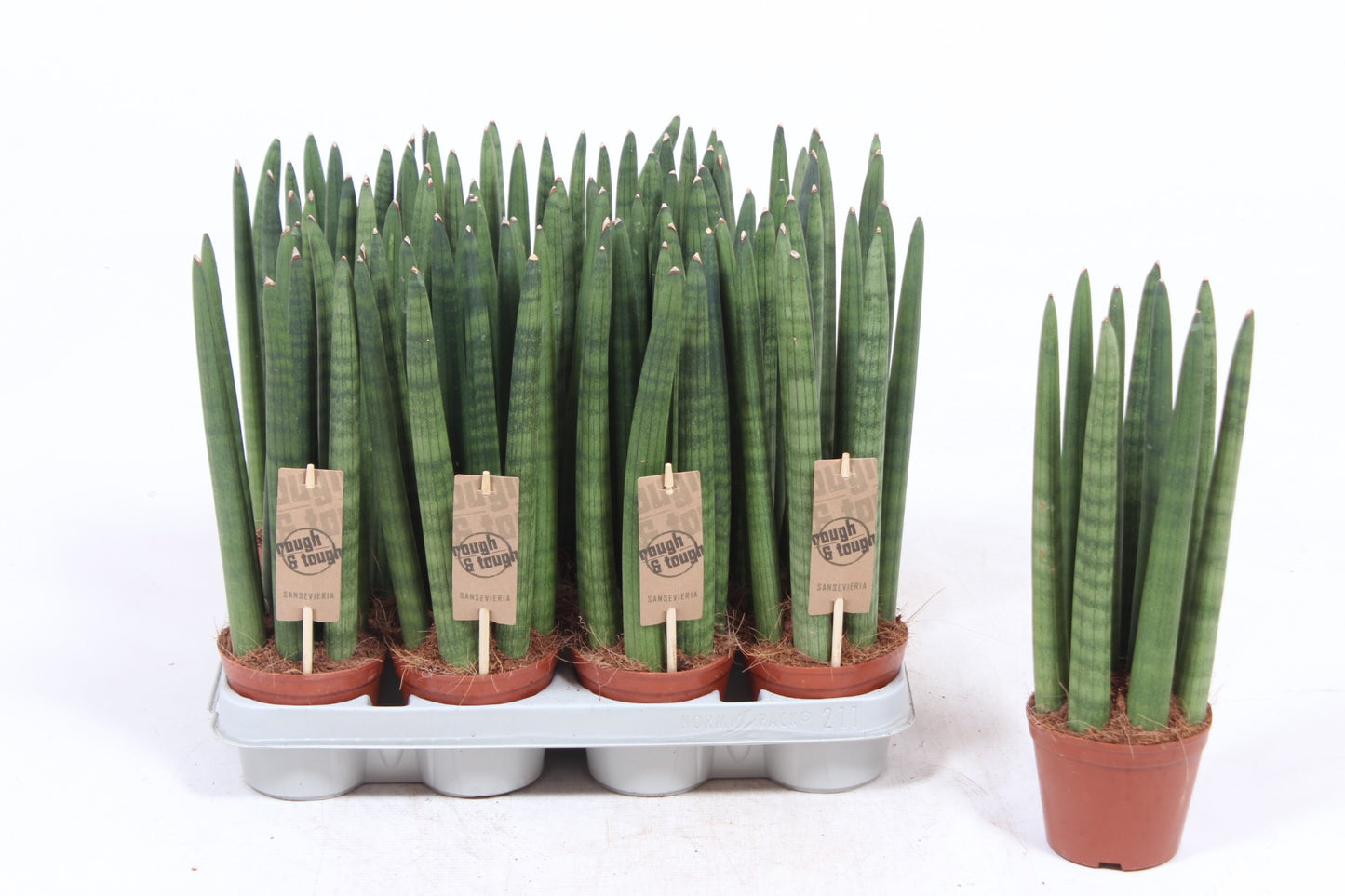 Fachjan BV Sansevieria cylindrica straight Pack of 12
