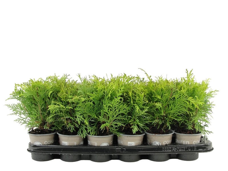 Thuja occidentalis Golden Globe 15cm 9cm Pot
