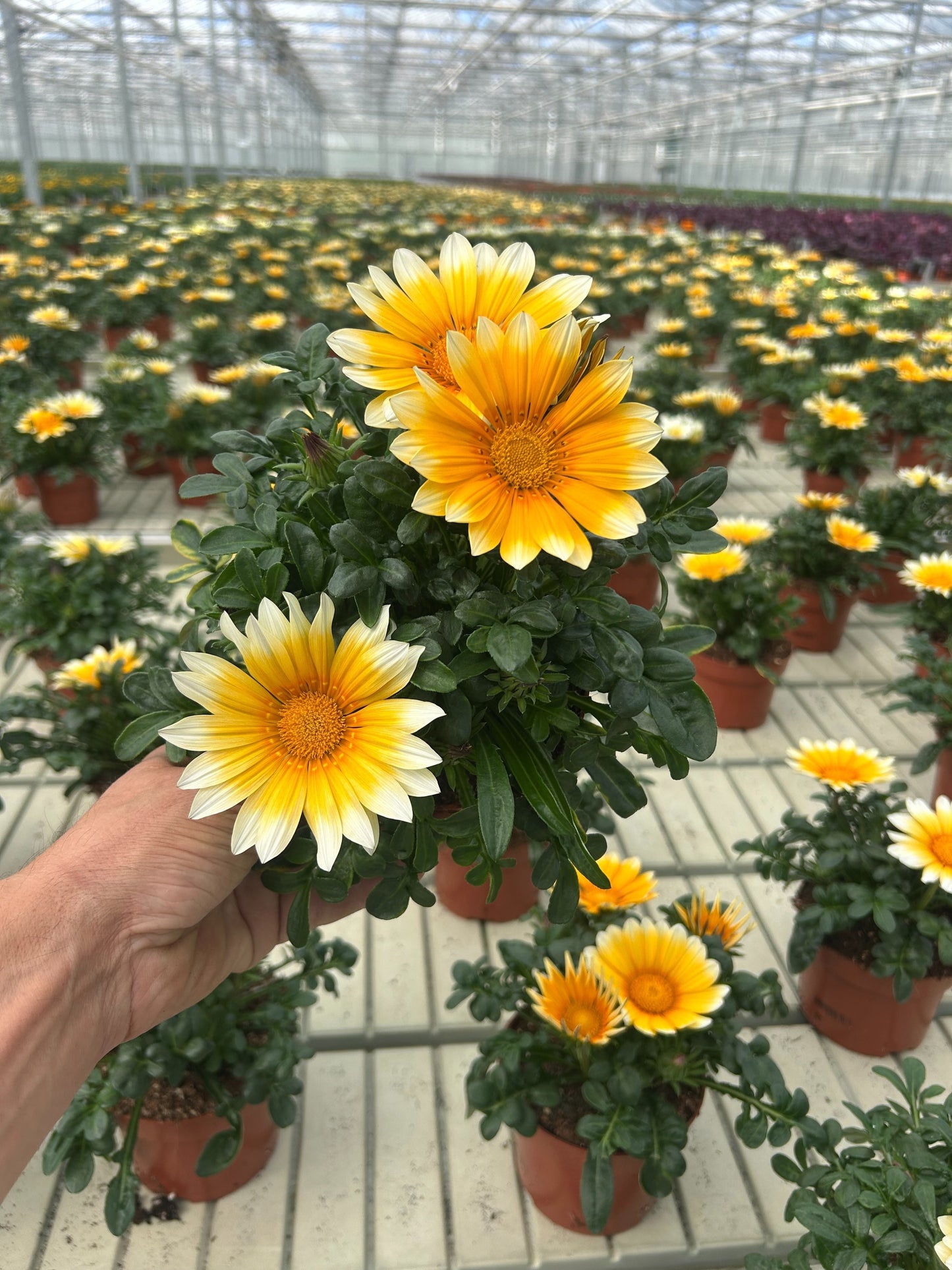 Gazania Zany Sunny-Side Up 20cm 13cm Pot
