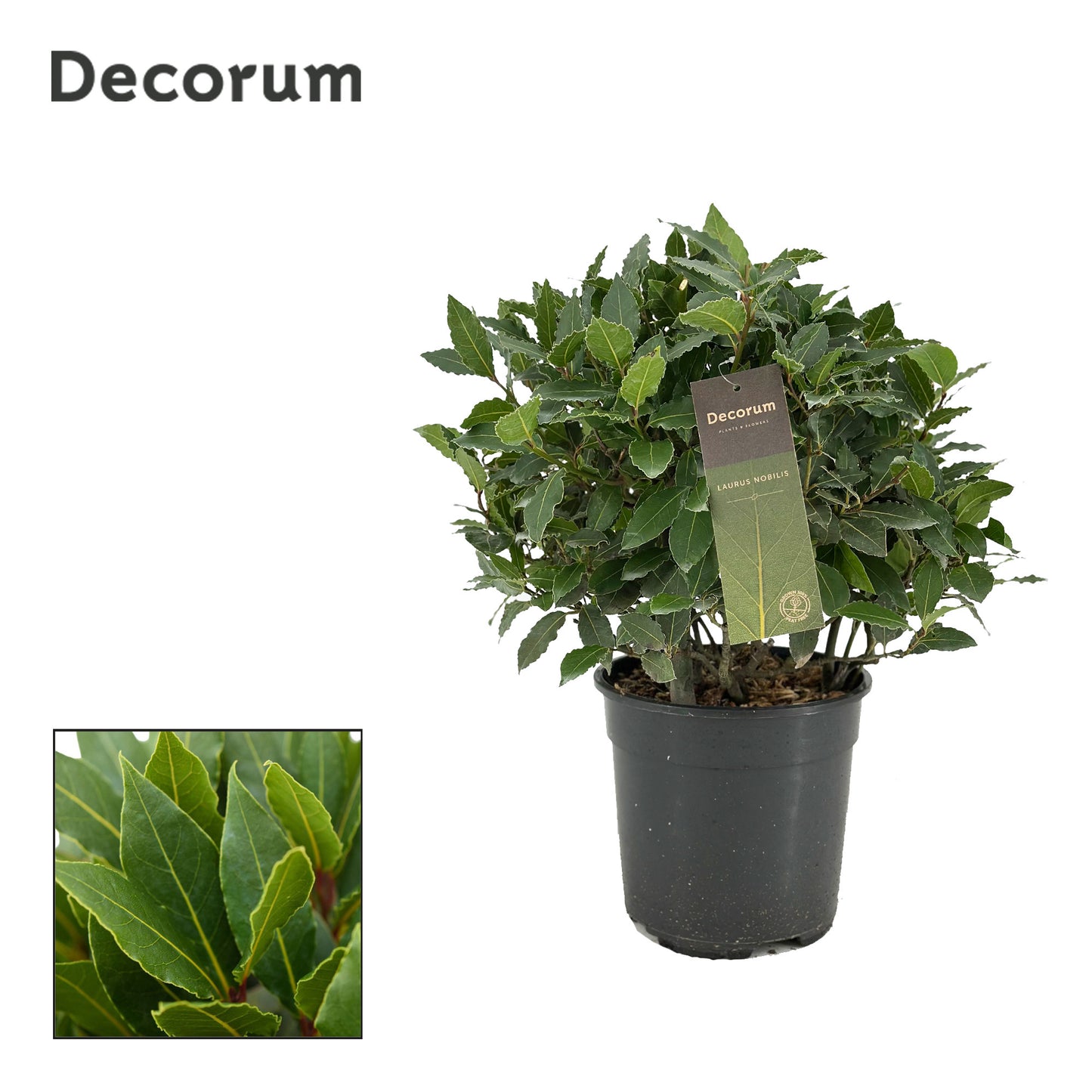 Laurus nobilis 45cm 20cm Pot