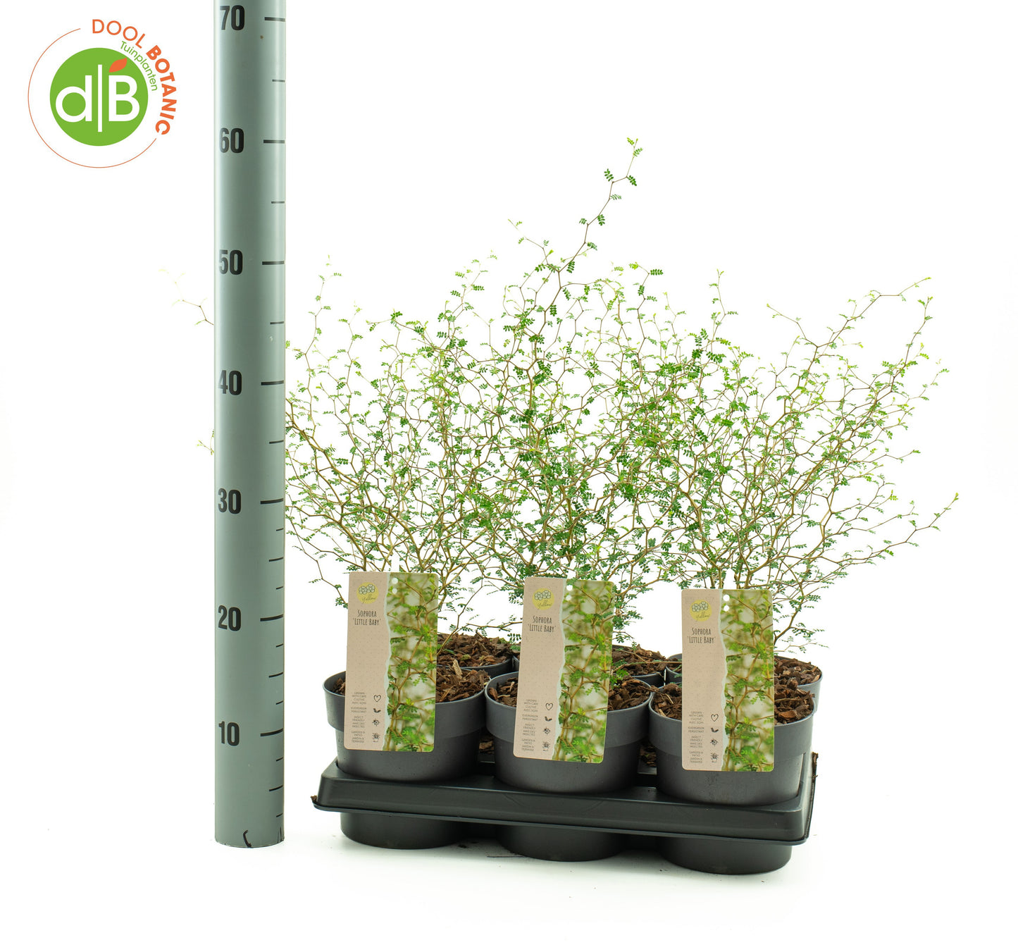 Sophora pros. Little Baby 30cm 15cm Pot