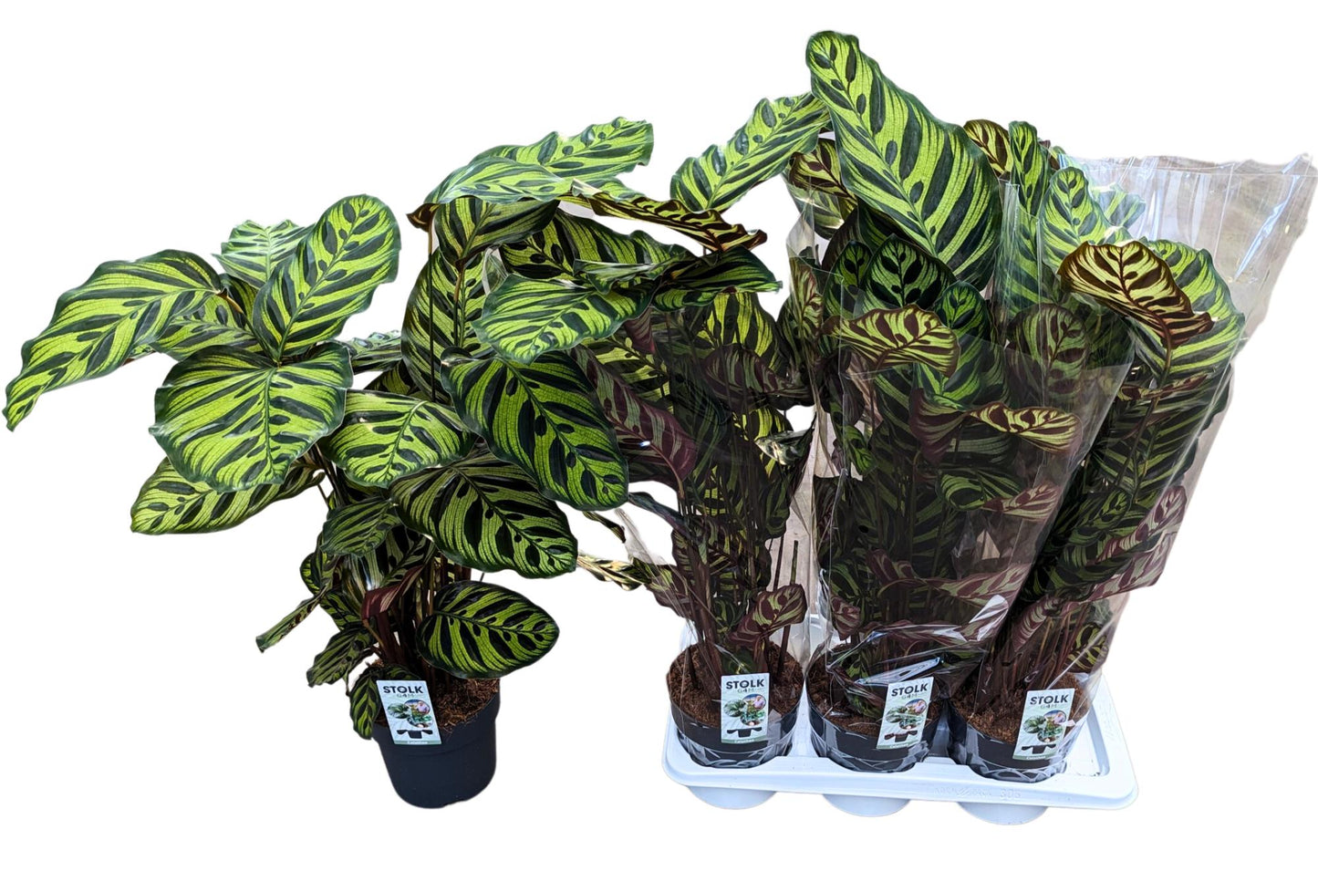 Calathea makoyana 60cm 17cm Pot