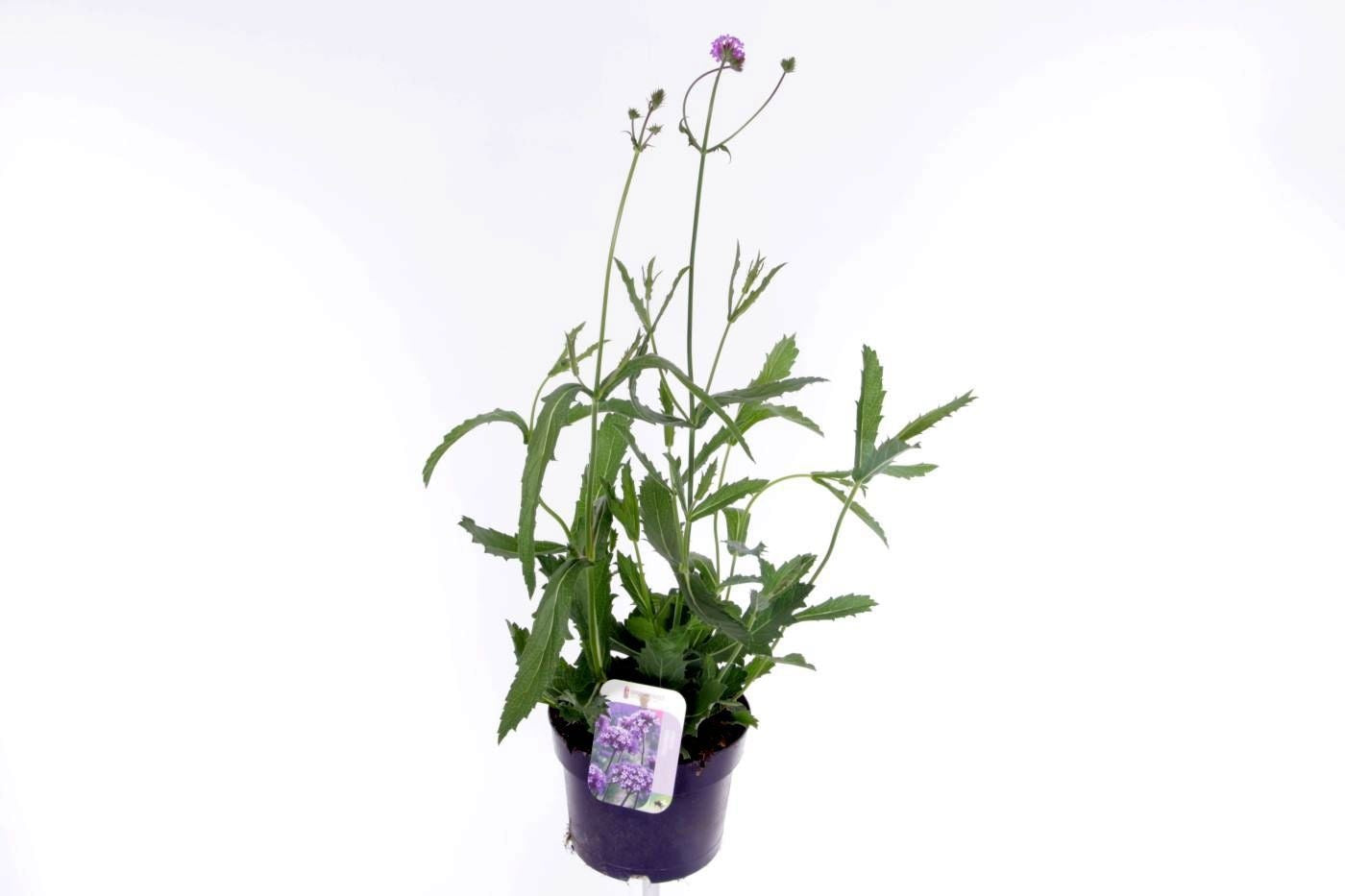Verbena rigida 55cm 17cm Pot