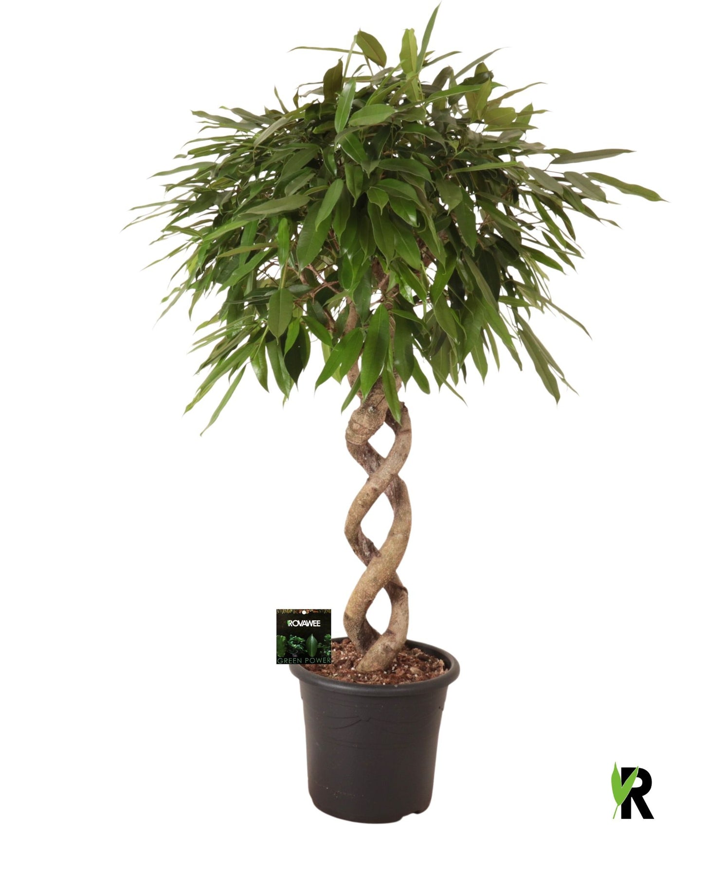 Ficus Amstel King 140cm 32cm Pot