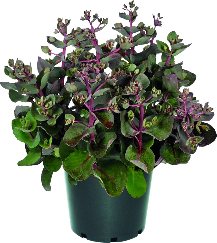 Sedum Seduction Cherry Chocolate 30cm 17cm Pot