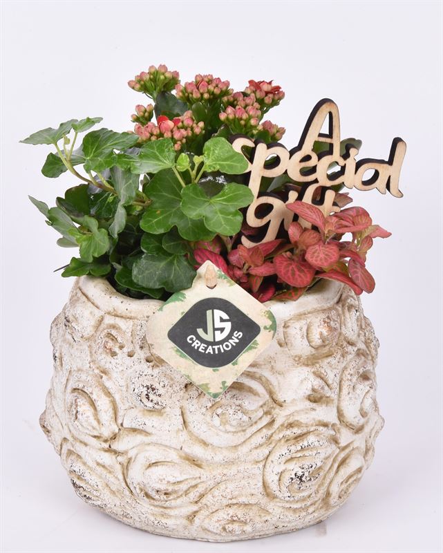 Indoor green arrangement 16cm Pot