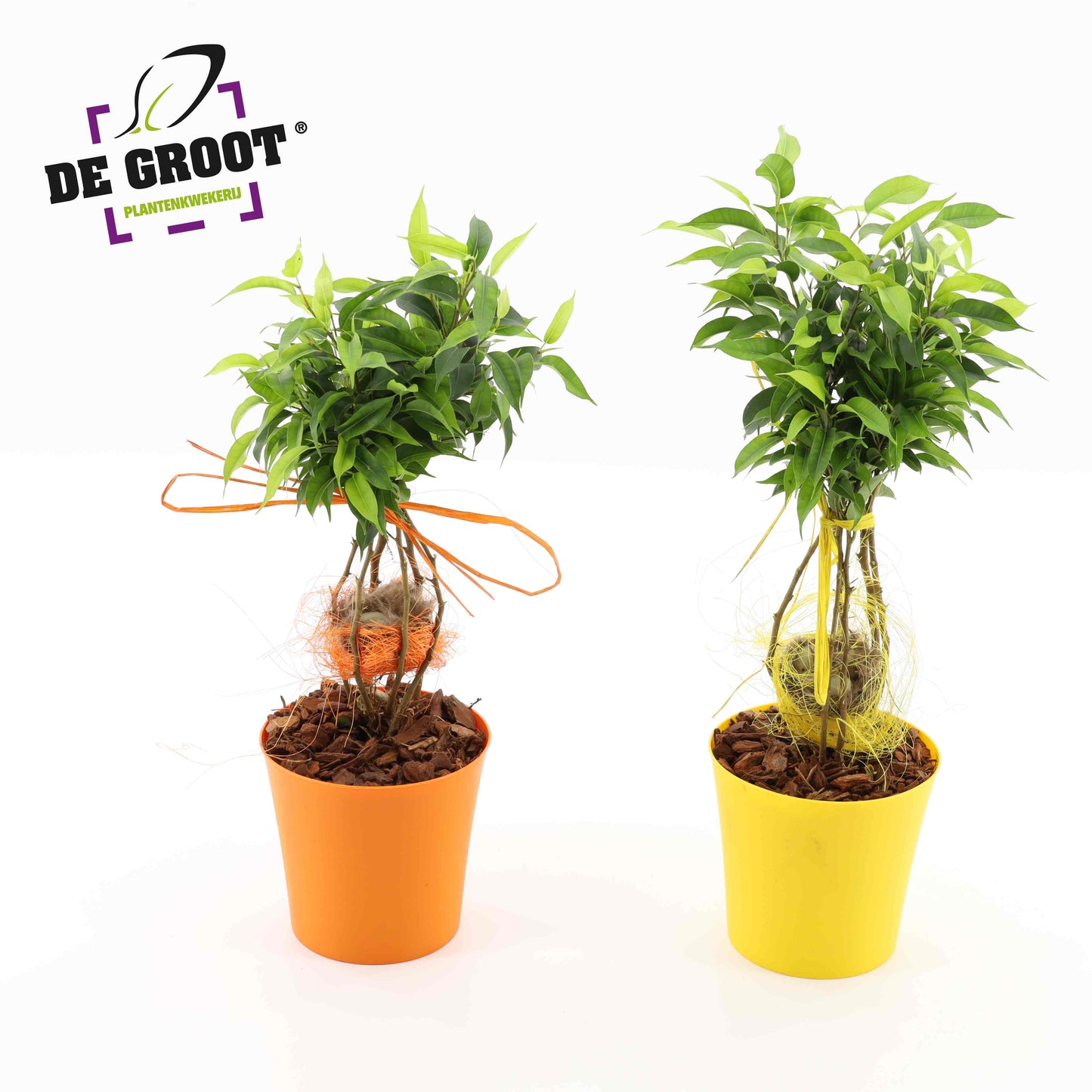 Ficus benj. Natasja 35cm 12cm Pot