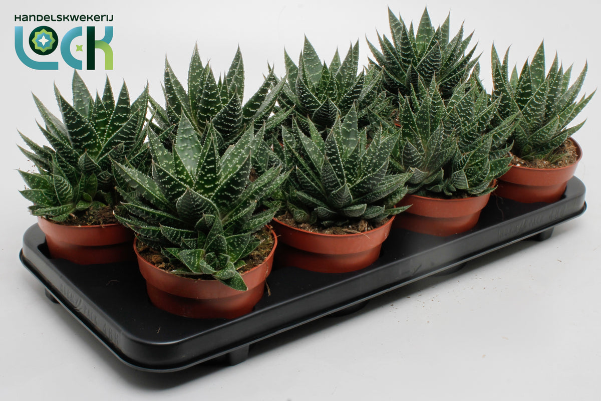 Gasteria 15cm 12cm Pot