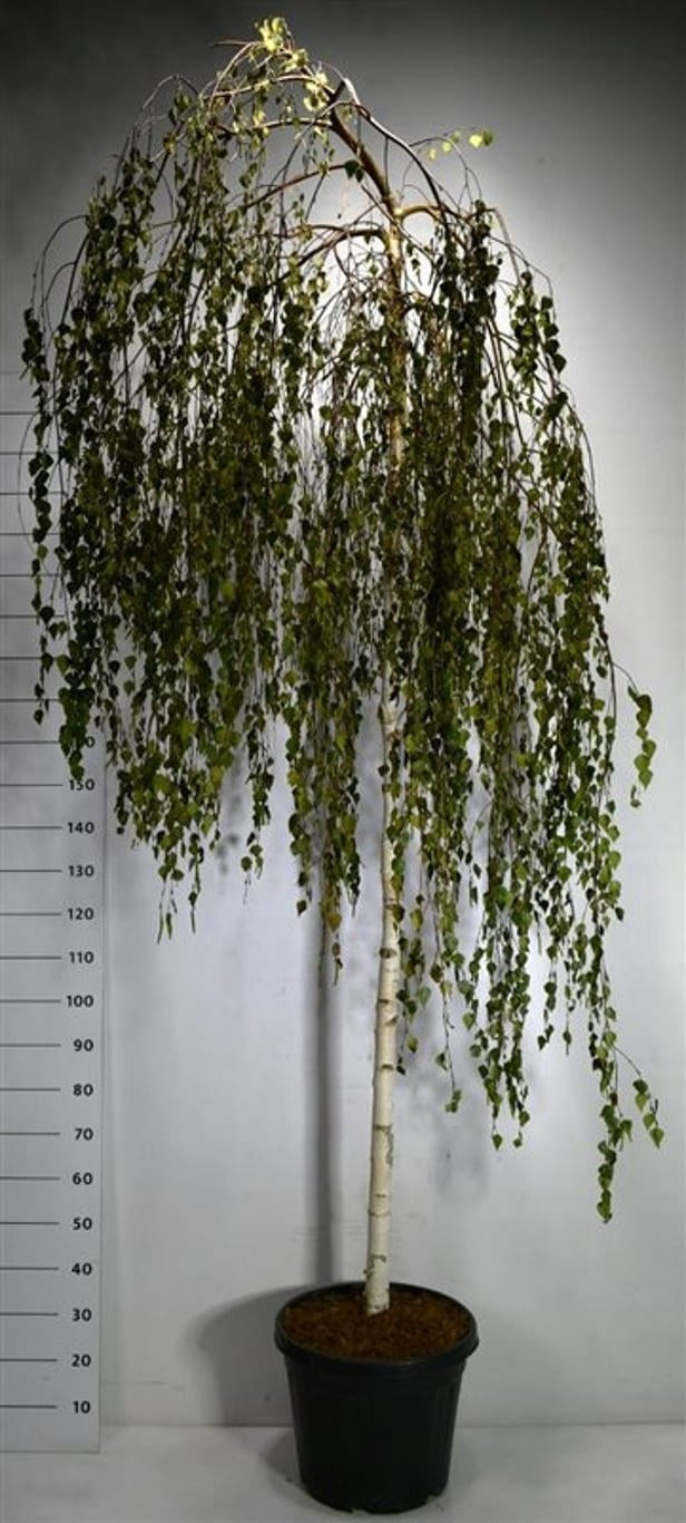 Betula pen. Youngii 280cm 40cm Pot