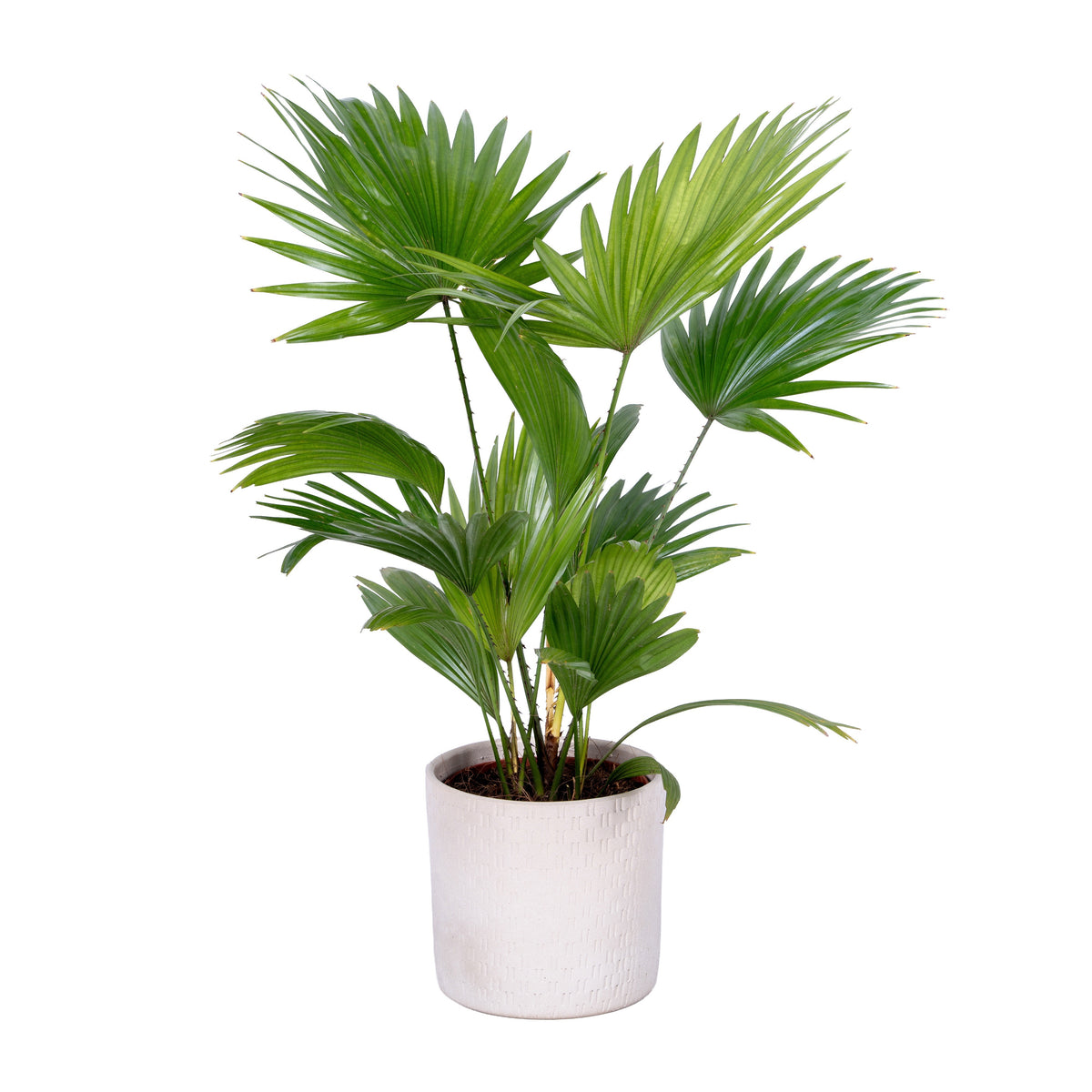 Livistona rotundifolia 50cm 16cm Pot