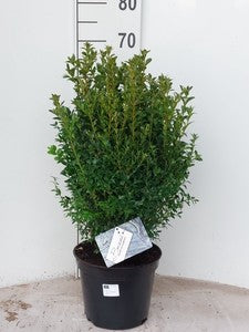 Buxus sempervirens ball 65cm 23cm Pot