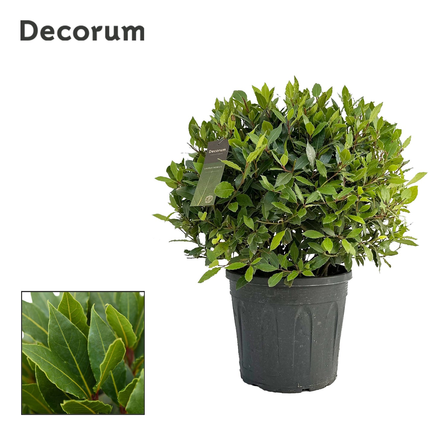 Laurus nobilis 70cm 30cm Pot