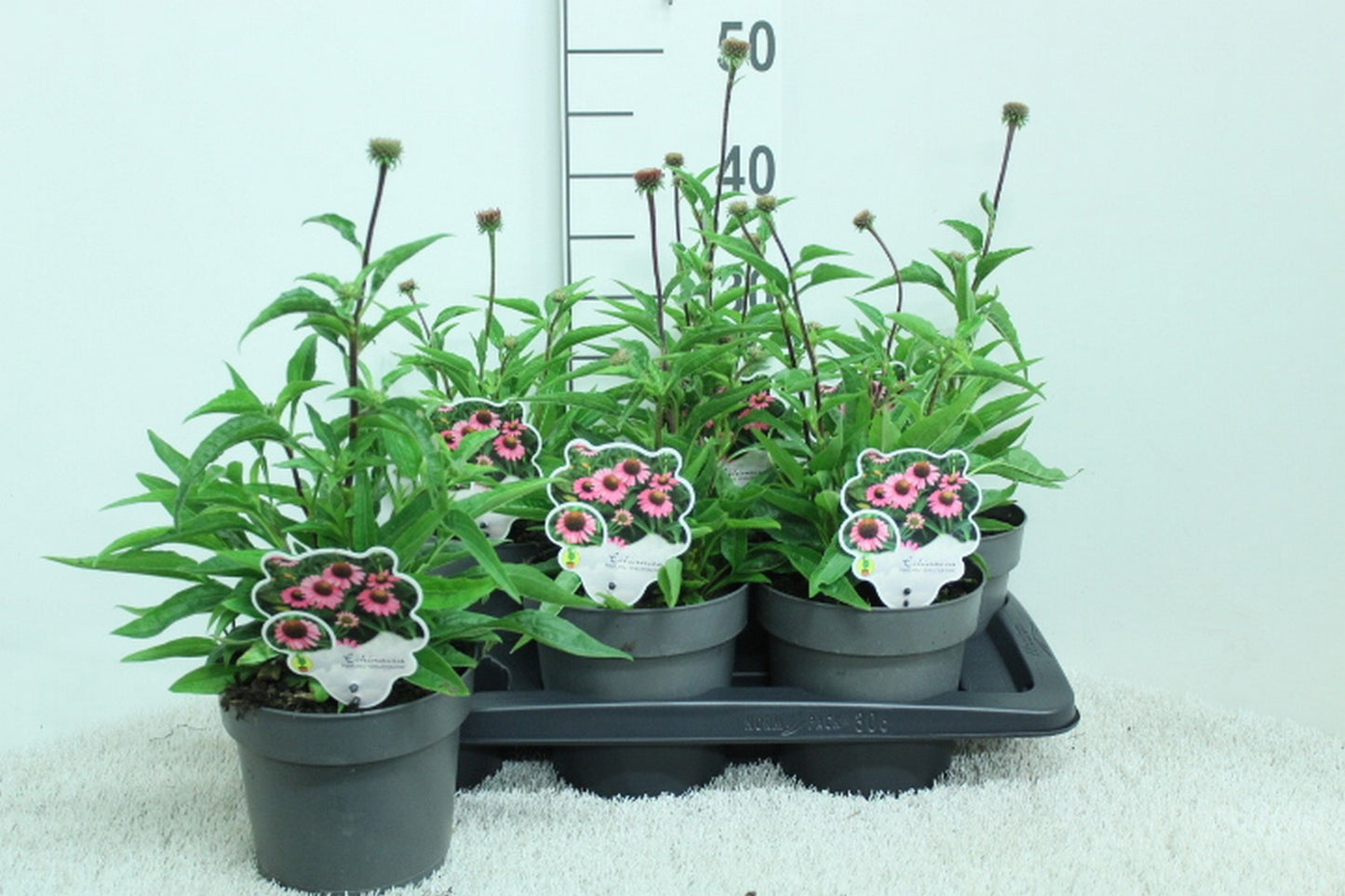 Echinacea Sensation Pink 50cm 17cm Pot