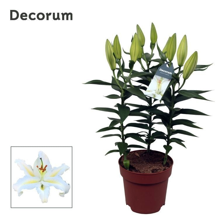 Lilium or. White Starlight 60cm 17cm Pot