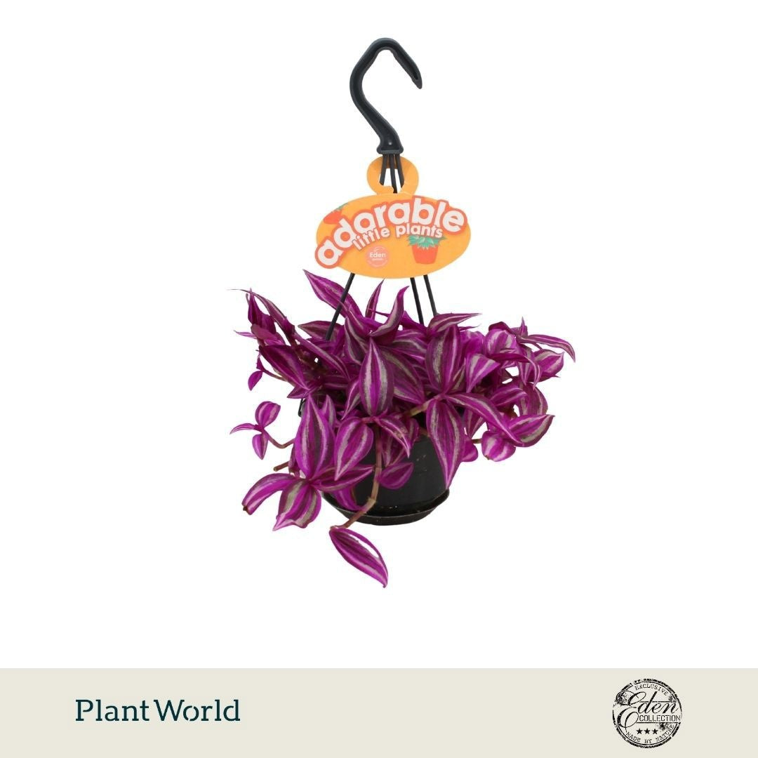 Plantworld Smit Kwekerij Tradescantia Pink Paradise Pack of 5