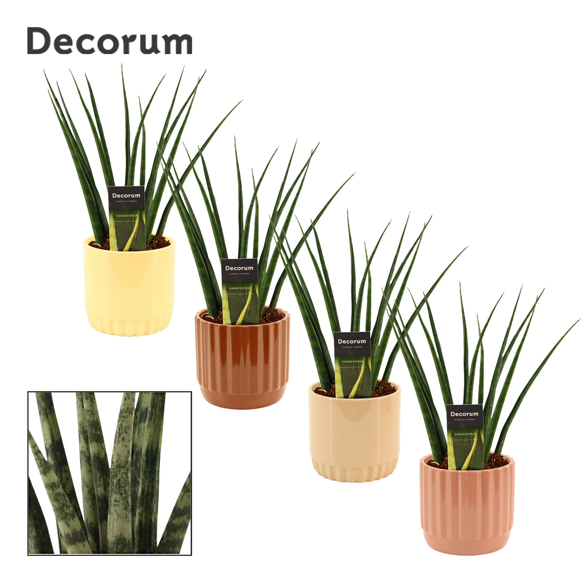 Sansevieria Fernwood 35cm 12cm Pot