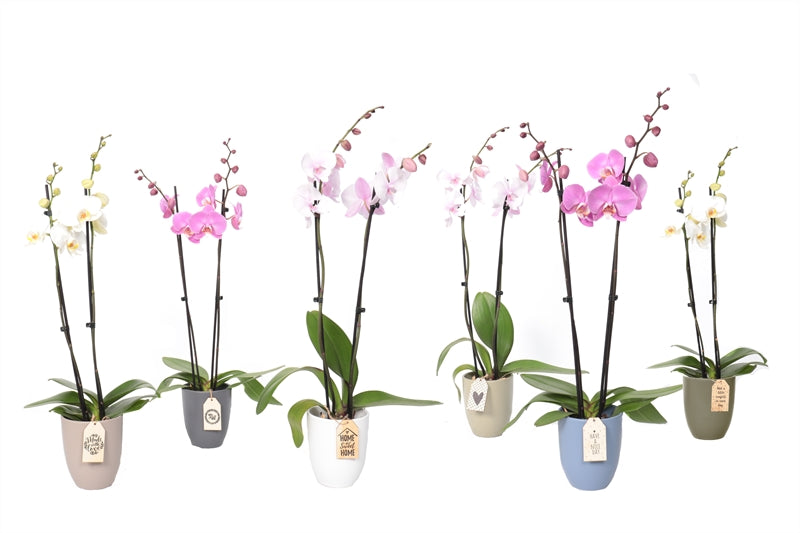 Phalaenopsis mix 55cm 12cm Pot