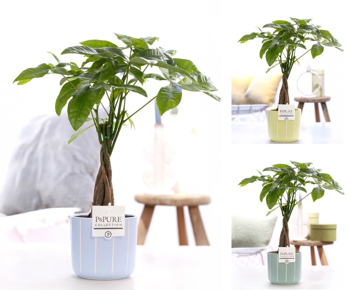 Pachira aquatica 45cm 12cm Pot