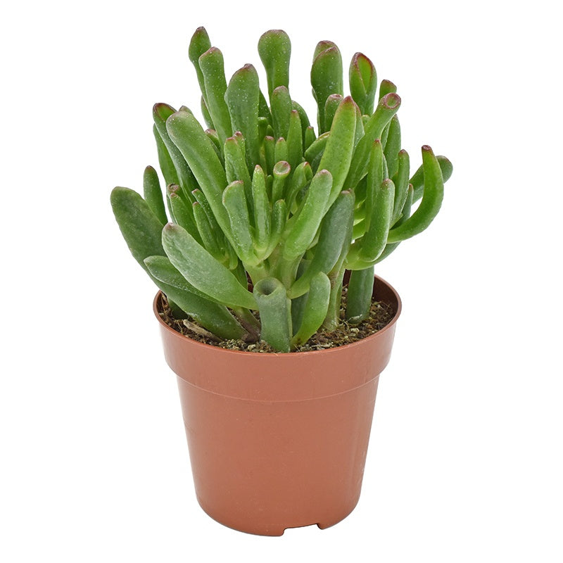 Crassula Hobbit 17cm 8.5cm Pot