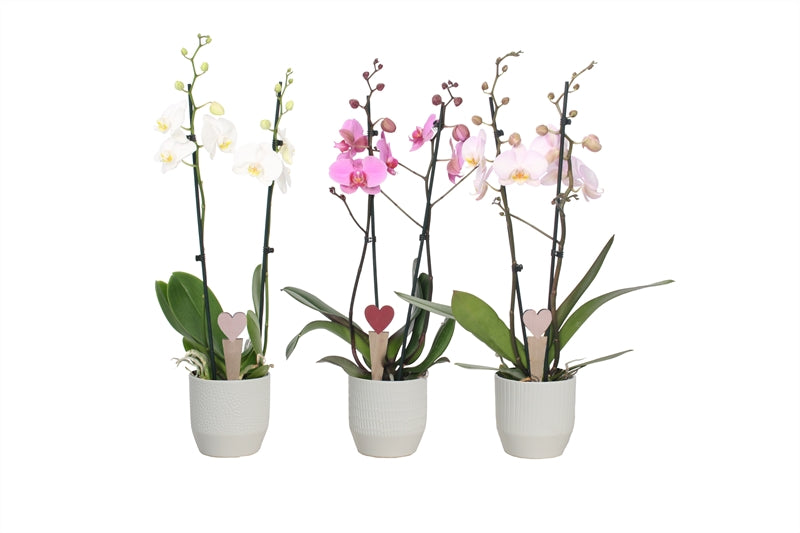 Phalaenopsis mix 55cm 12cm Pot