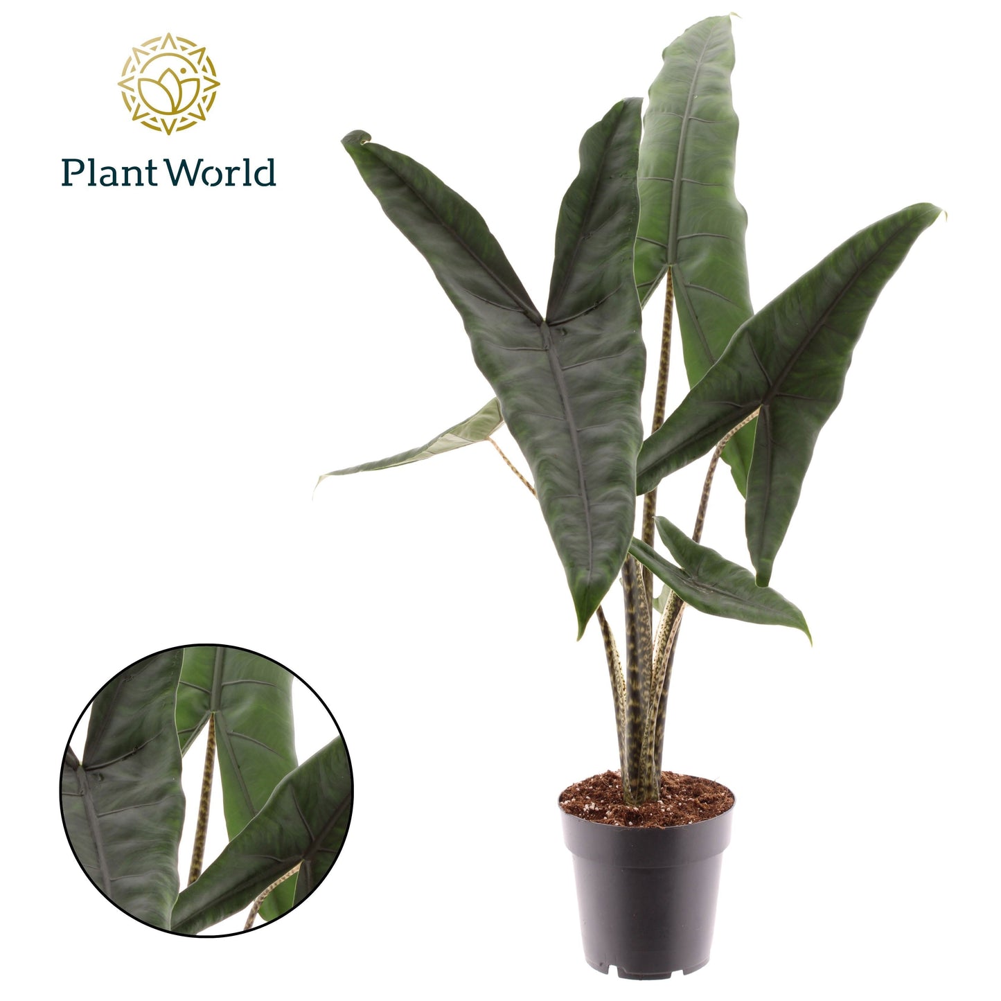 Alocasia Tigrina Superba 45cm 14cm Pot
