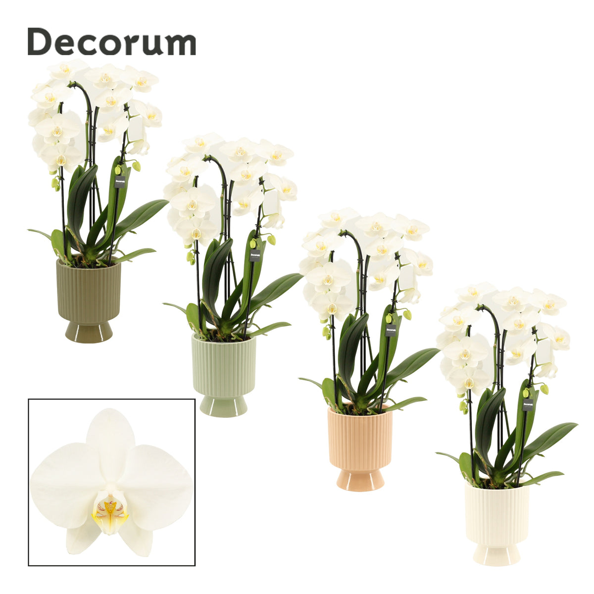 Phalaenopsis white 55cm 12cm Pot