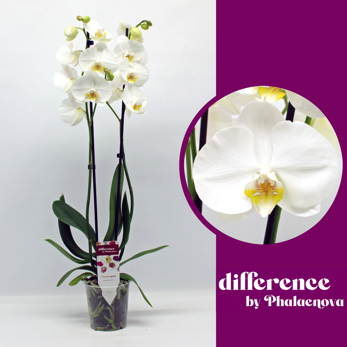 Phalaenopsis Nottingham 65cm 12cm Pot