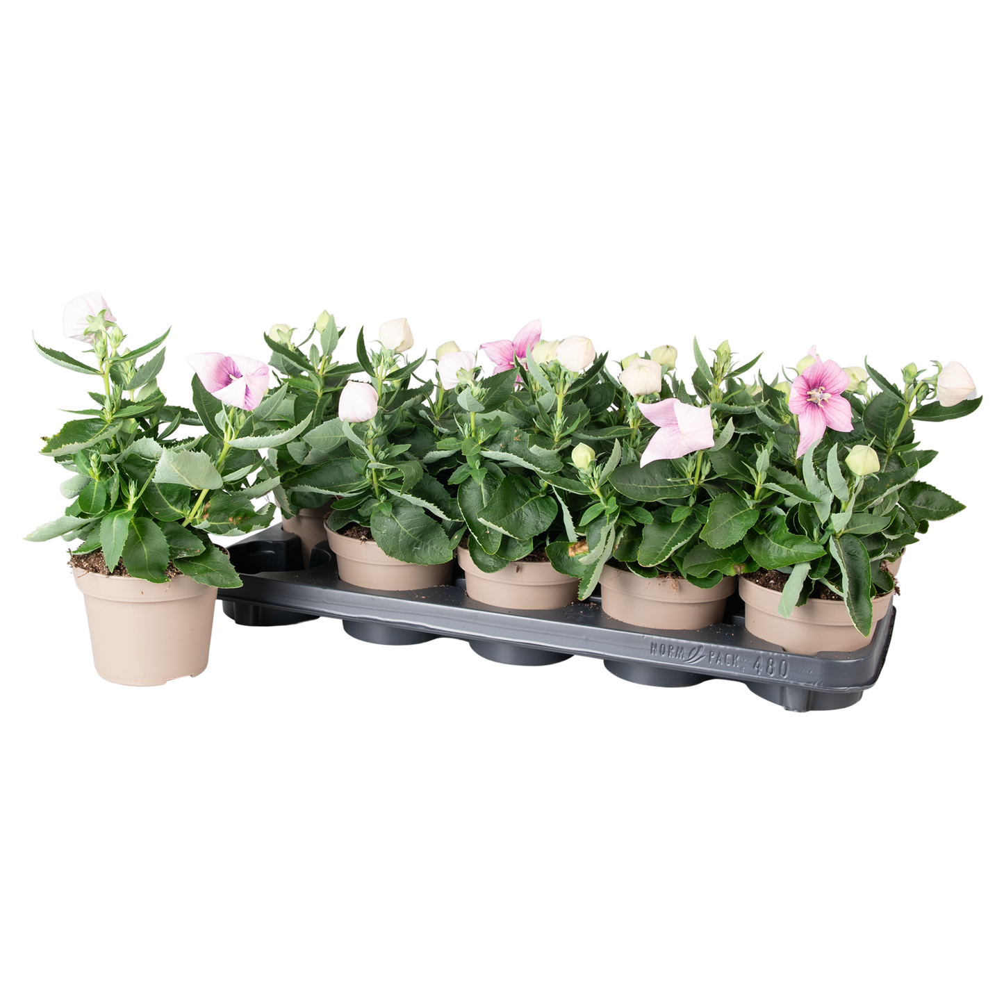Platycodon graniflorus Astra Pink 25cm 12cm Pot