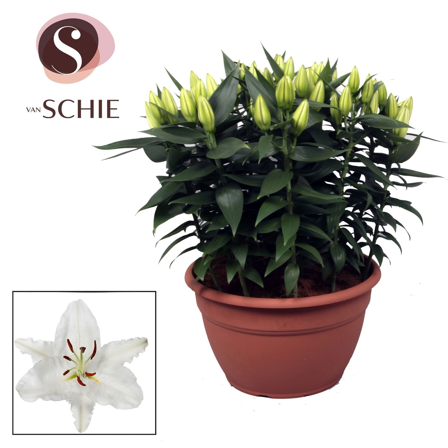 Lilium Oxygen 60cm 35cm Pot