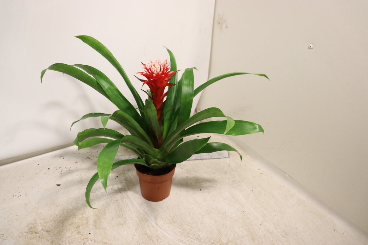 Guzmania Hope 45cm 12cm Pot