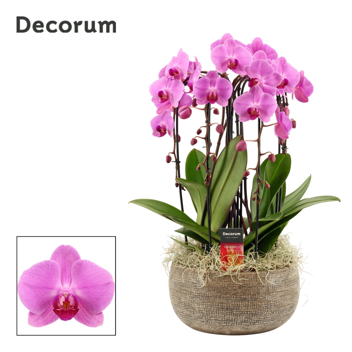 Phalaenopsis pink 55cm 27cm Pot