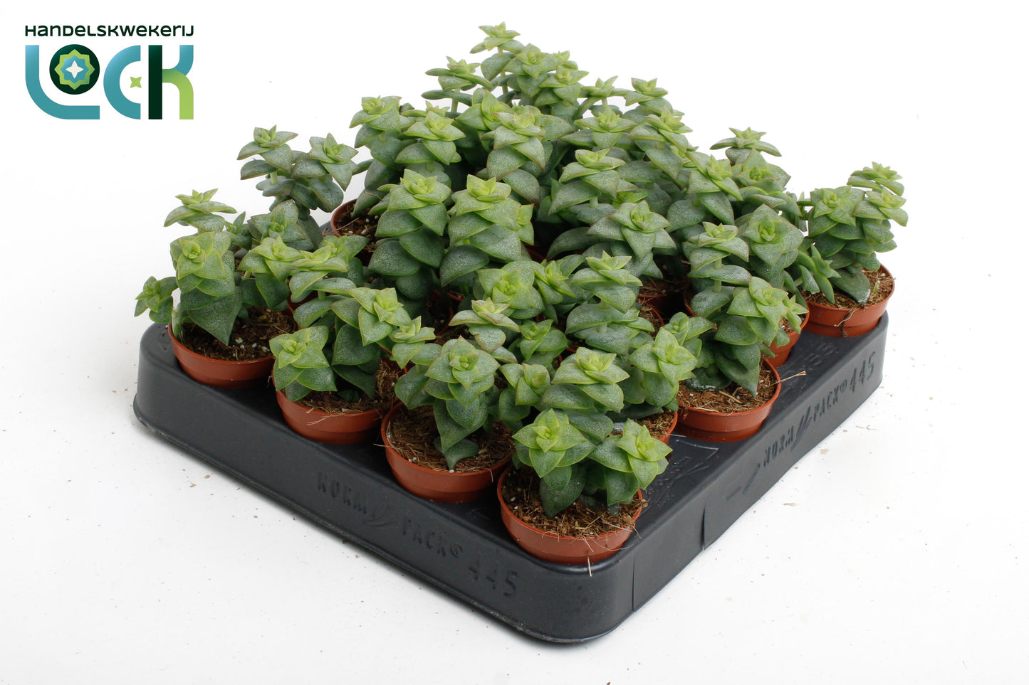 Crassula perforata 10cm 5.5cm Pot