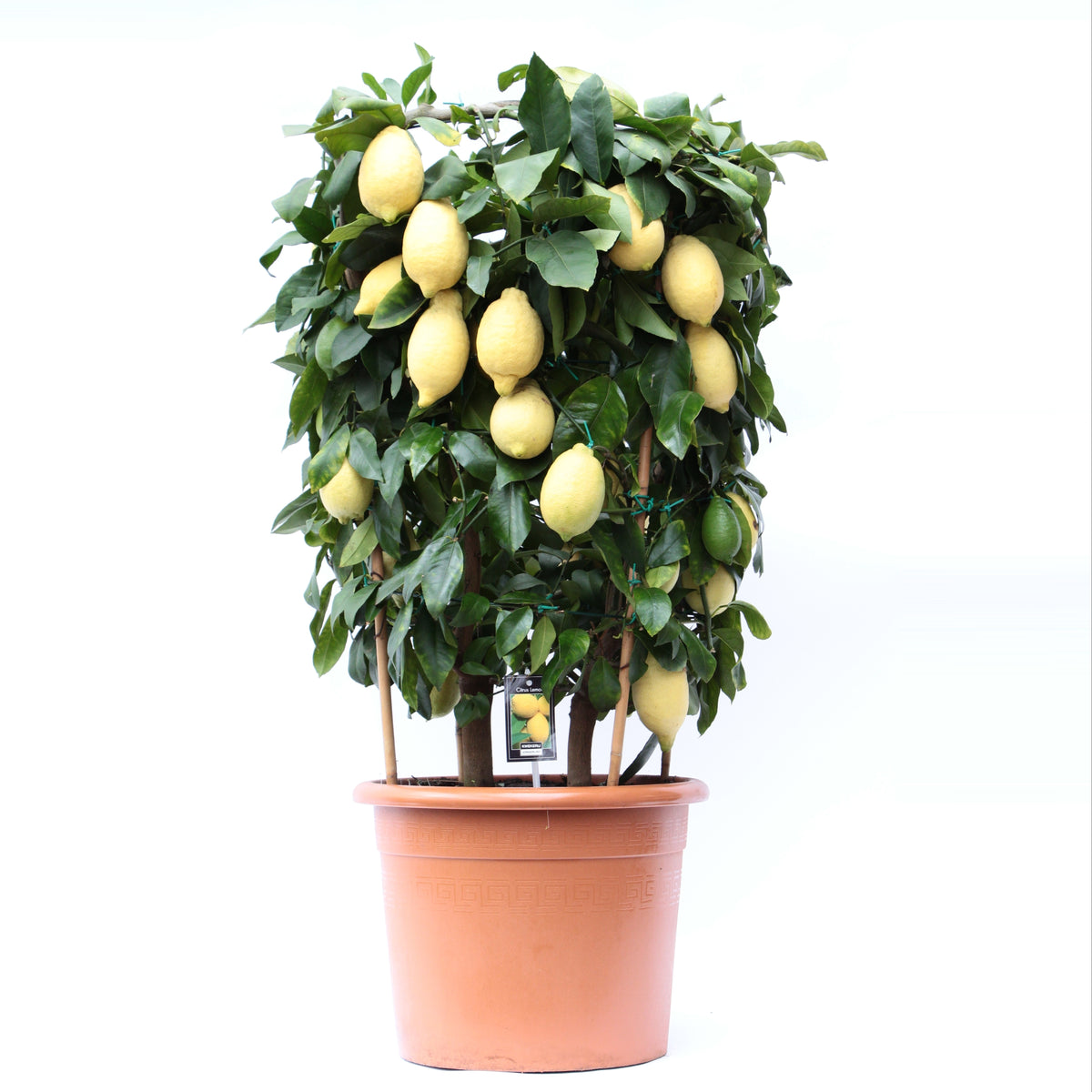 Citrus Lemon Cilinder 100cm 35cm Pot