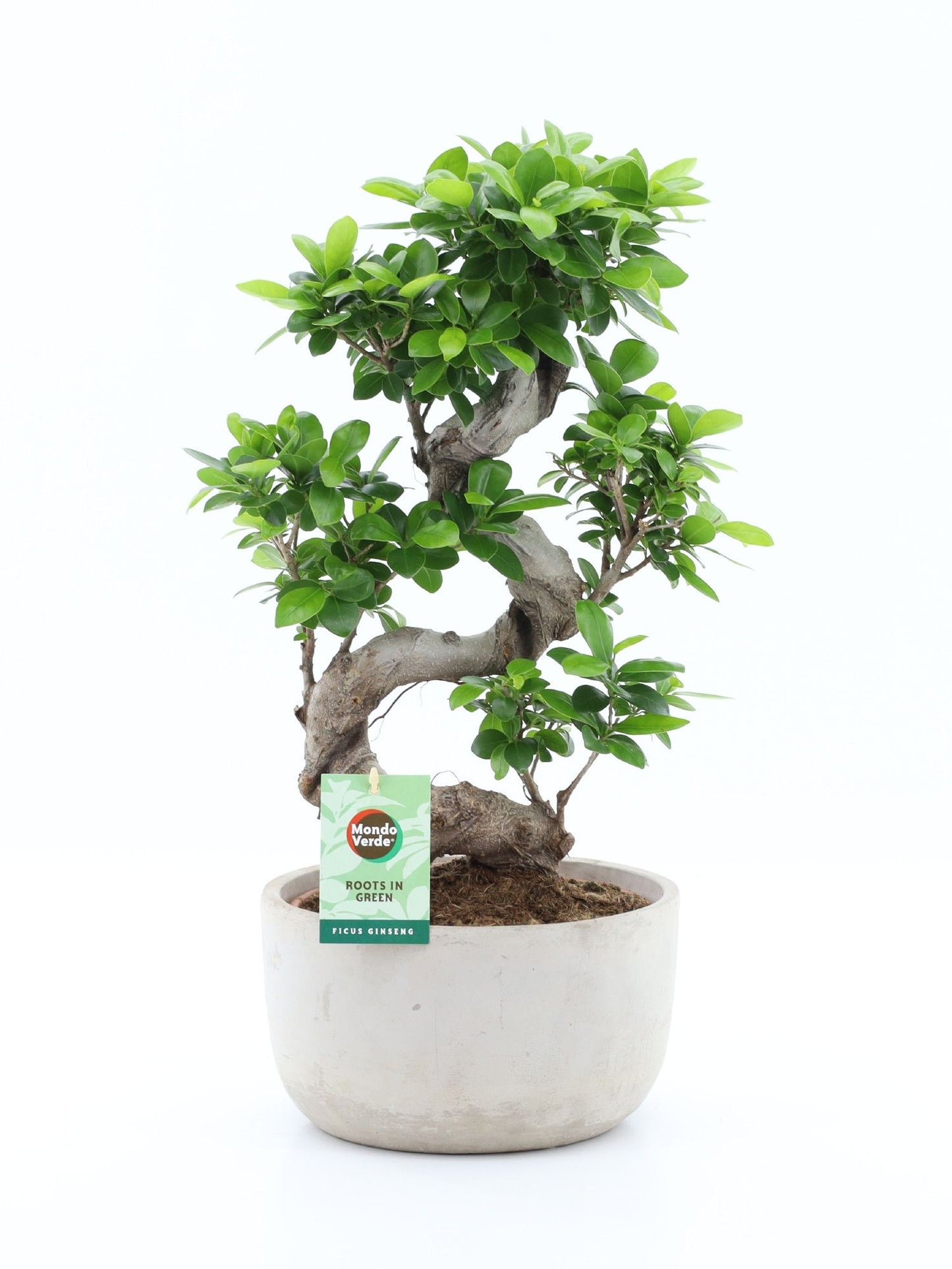 Ficus Ginseng 60cm 24cm Pot