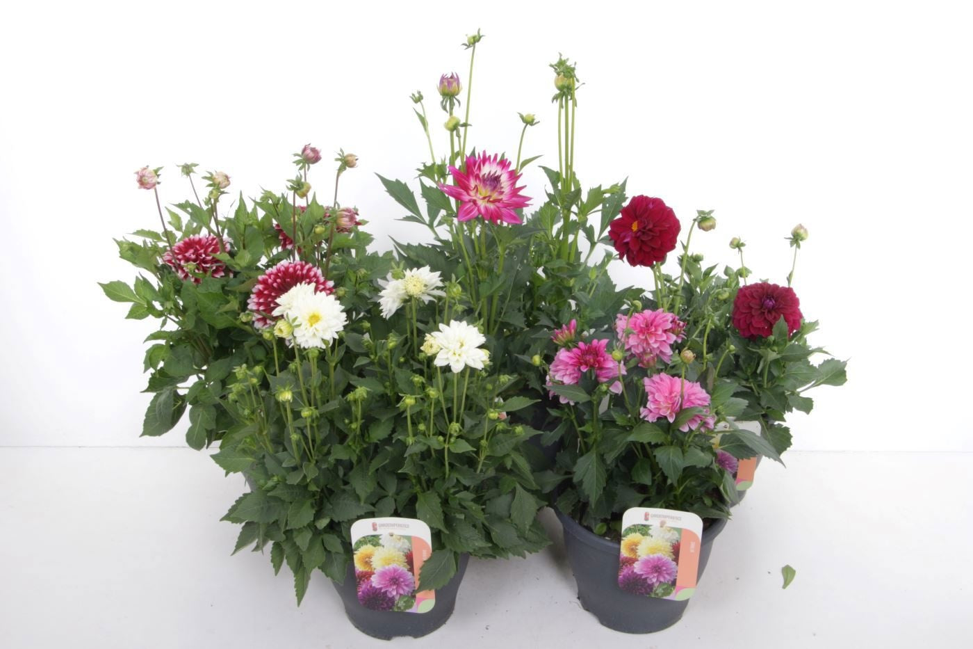 Dahlia Gardenetta Pearl 70cm 23cm Pot