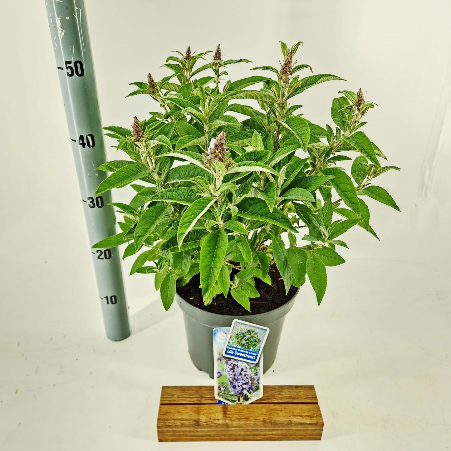 Buddleja Butterfly Candy Lila Sweetheart 40cm 23cm Pot