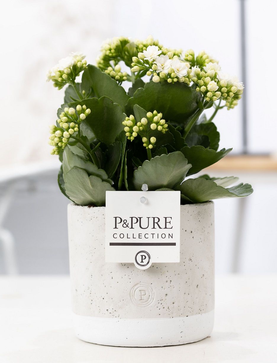 Kalanchoe Rosalina Don Paloma 27cm 12cm Pot