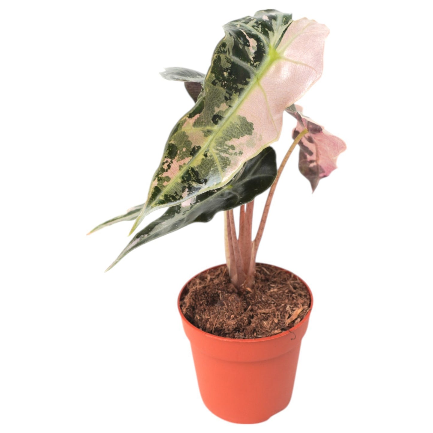 Alocasia amazonica 10cm 9cm Pot