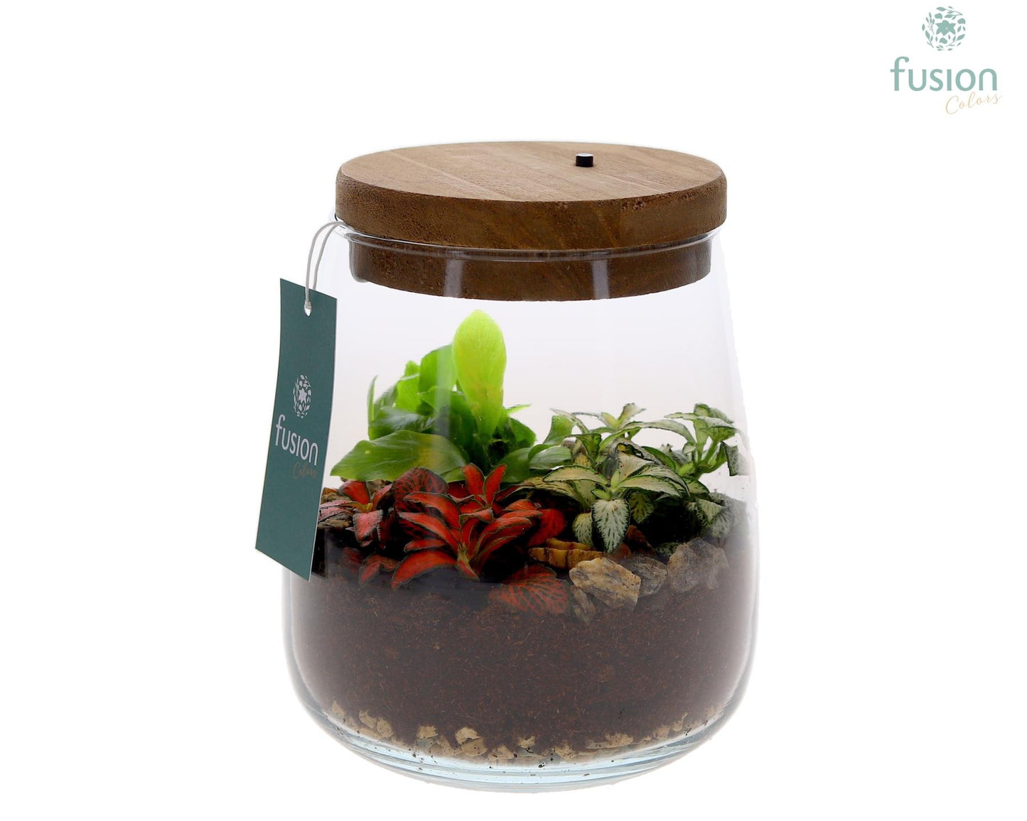Terrarium Julia met verlichting met arrangement 20cm 14cm Pot
