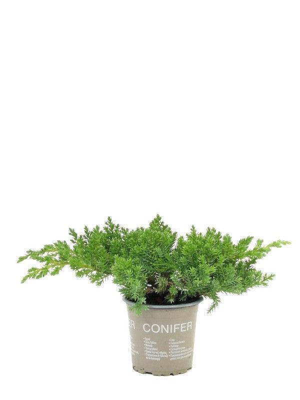 Juniperus procumbens Nana 15cm 9cm Pot