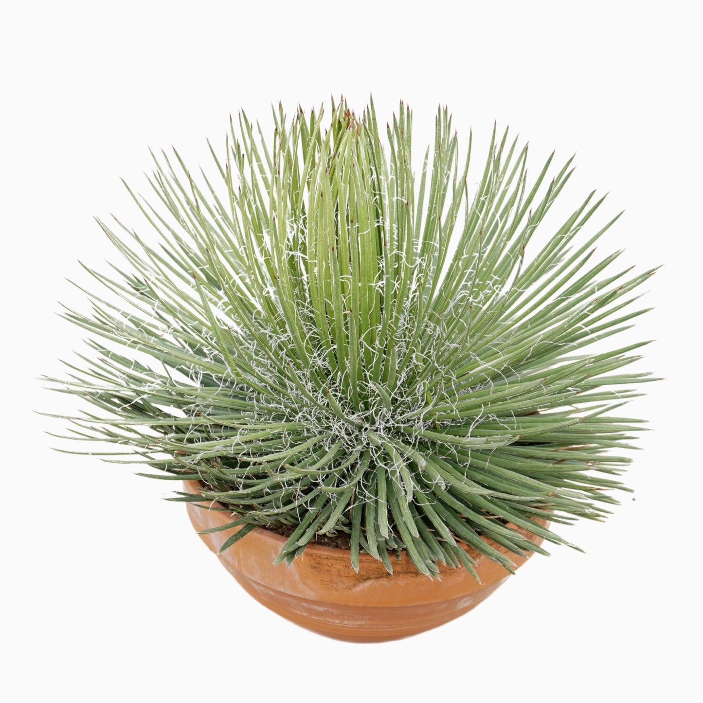 Agave 90cm 50cm Pot