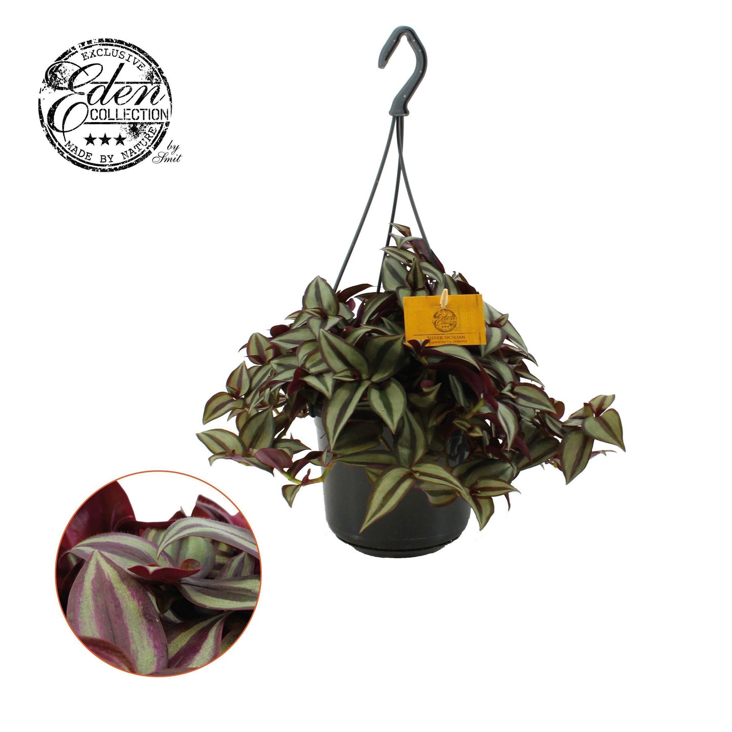Tradescantia Purpusii 17cm Pot