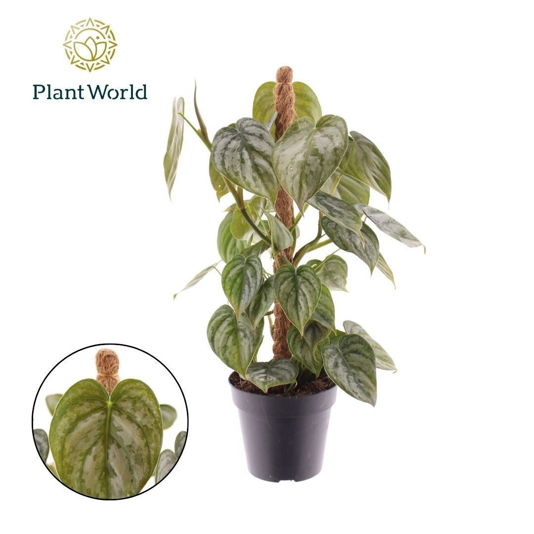 Philodendron brandtianum 40cm 12cm Pot