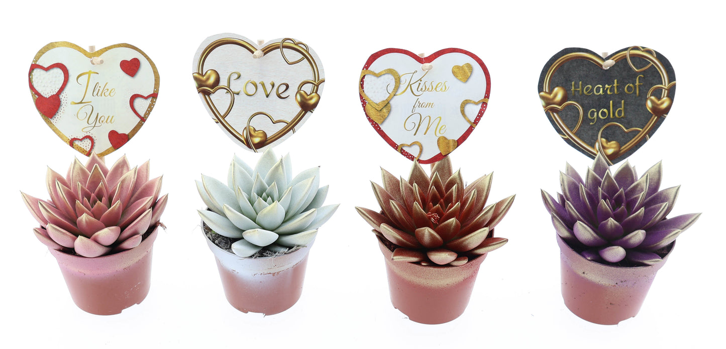 Miranda 2 colors + love etiket 10cm Special Pot (508)