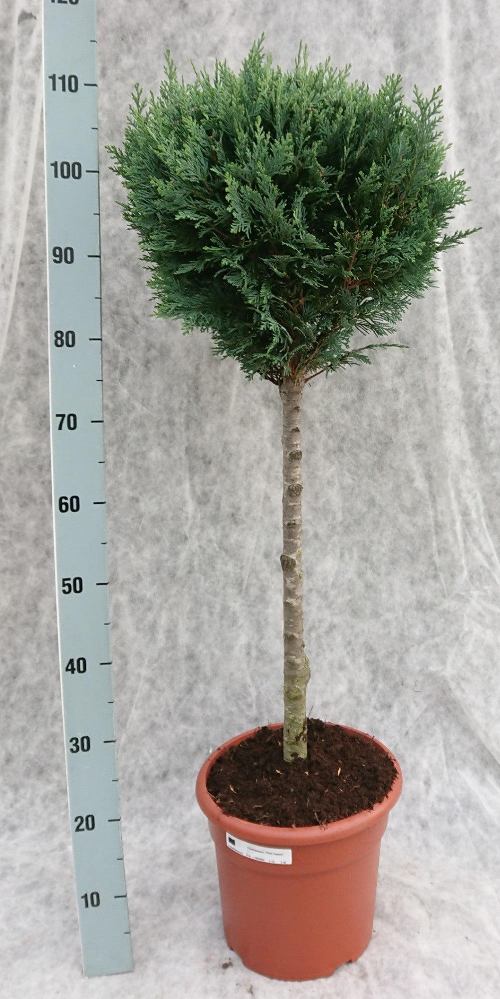 Chamaecyparis lawsoniana Columnaris 110cm 26cm Pot