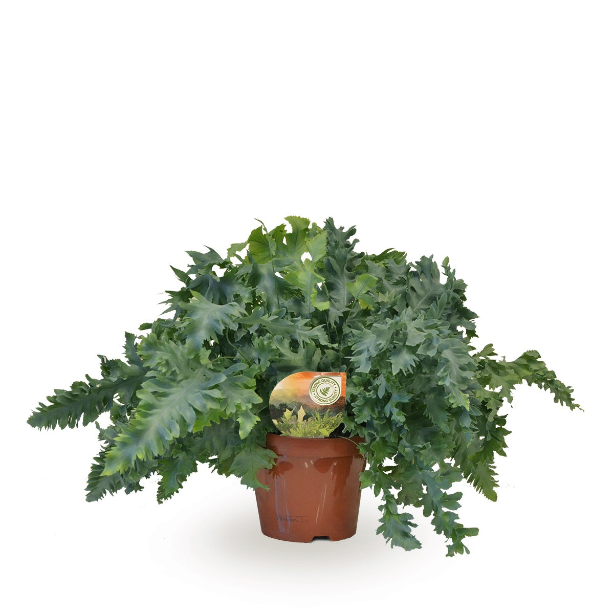 Phlebodium Davana 40cm 19cm Pot