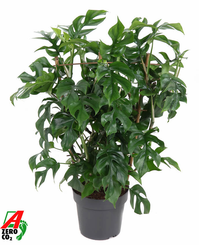 Monstera Variegated 60cm 19cm Pot