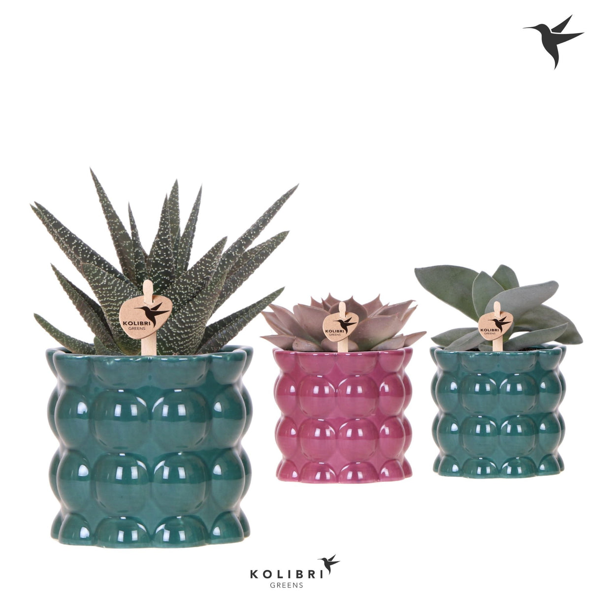 Succulent mix 22cm 9cm Pot
