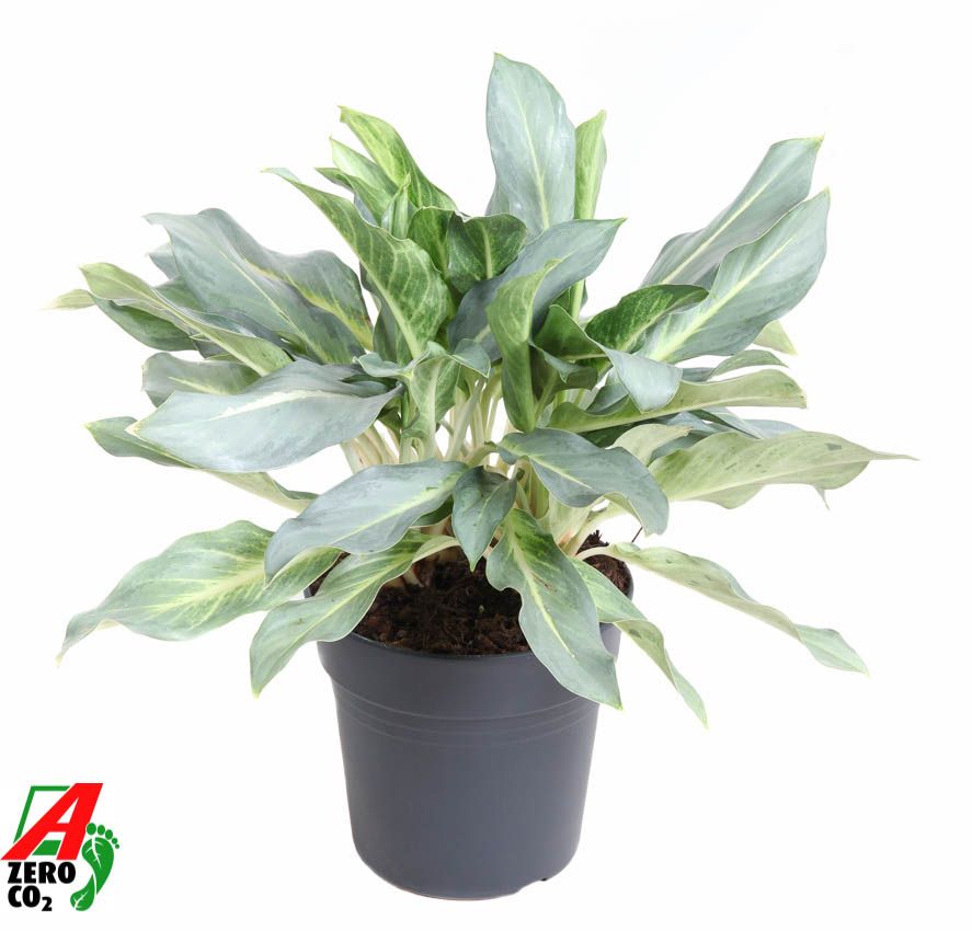 Aglaonema Green Lady 60cm 24cm Pot